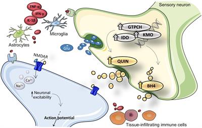 Kynurenine and Tetrahydrobiopterin Pathways Crosstalk in Pain Hypersensitivity